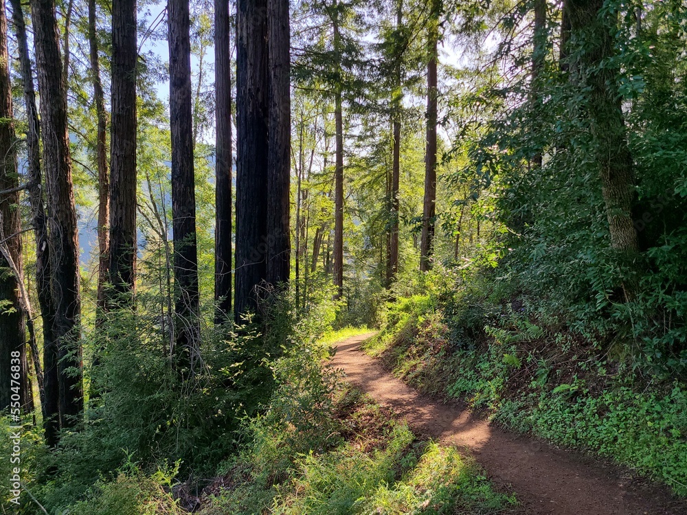 A Big Sur hiking trail passes through tall redwood trees A Big Sur hiking trail passes through tall redwood trees