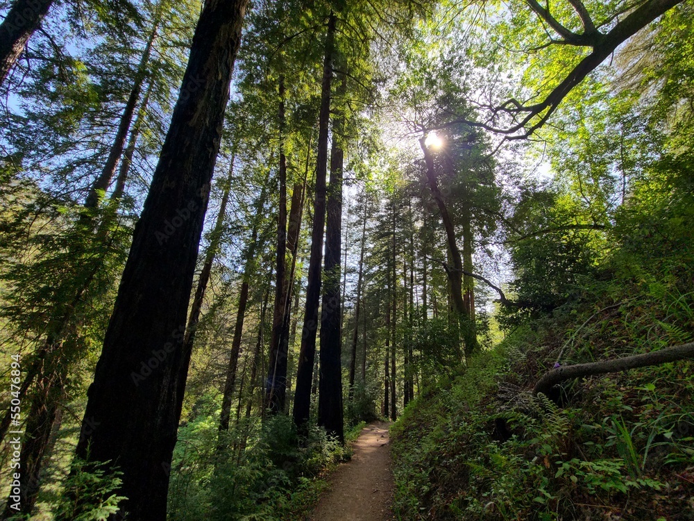 Obraz premium The sun shines through the trees of a redwood forest in the mountains of Big Sur, California