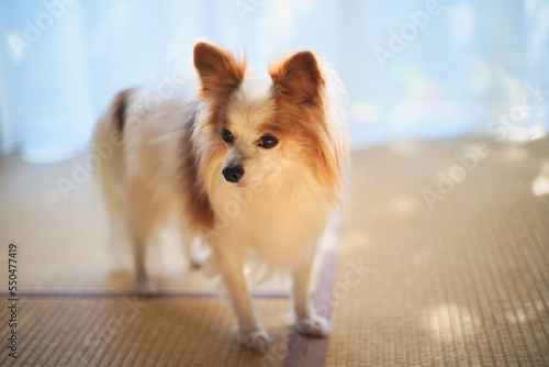 Papillon dog in the tatami room