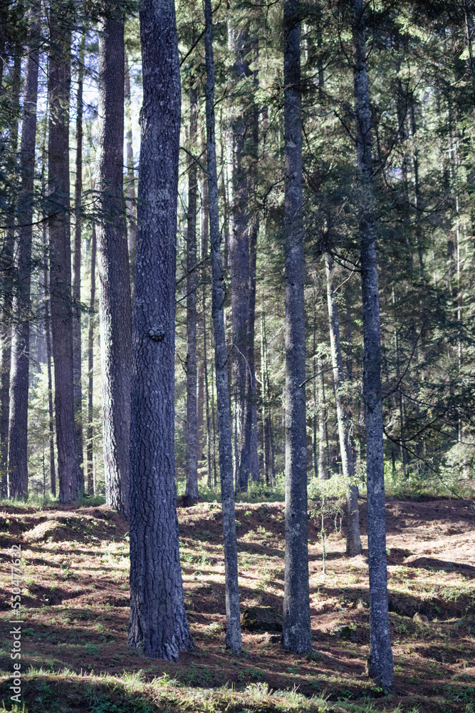 Obraz premium forest in the morning