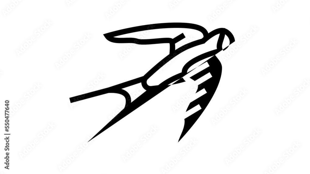 swallow bird line icon animation swallow bird line icon animation