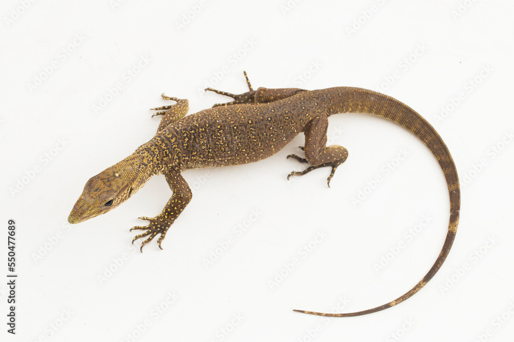 Naklejka premium The clouded monitor lizard (Varanus nebulosus) isolated on white background