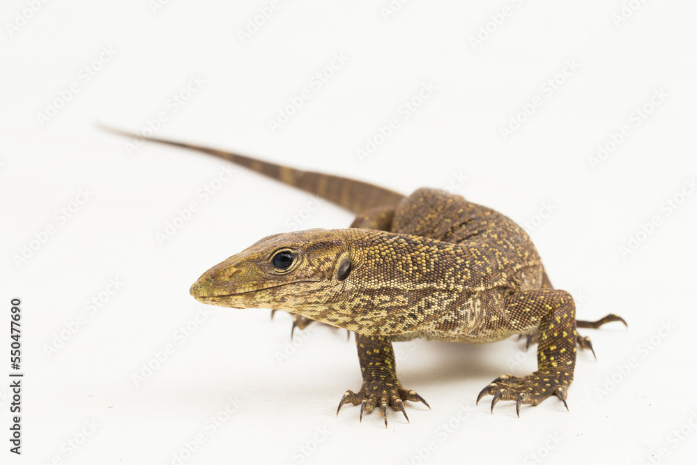 Naklejka premium The clouded monitor lizard (Varanus nebulosus) isolated on white background