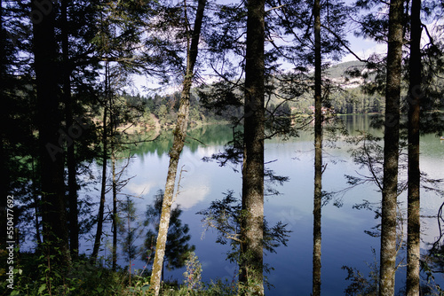 reflection of trees in water