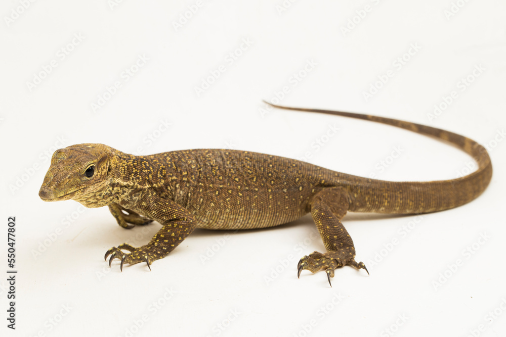Naklejka premium The clouded monitor lizard (Varanus nebulosus) isolated on white background