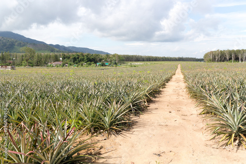Track through pineapple field in Phuket Thailand