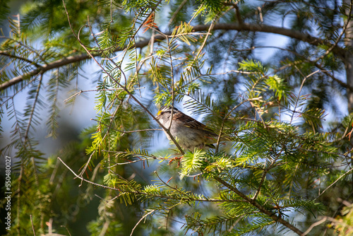 A white-throated sparrow in the Ontario wilderness. photo