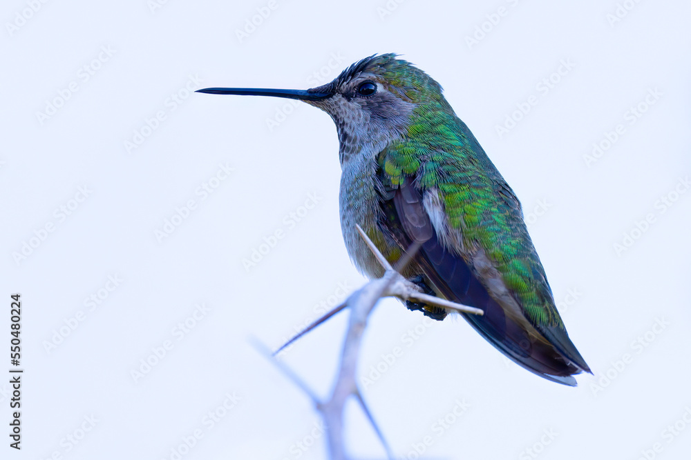 Hummingbird, seen perched in North California Hummingbird, seen perched in North California