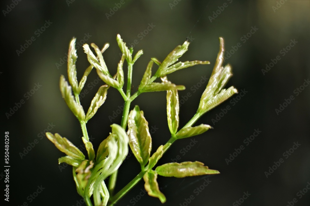 Organic plants. Close up of aromatic Herbs plant.