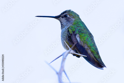 Hummingbird  seen perched  in North California