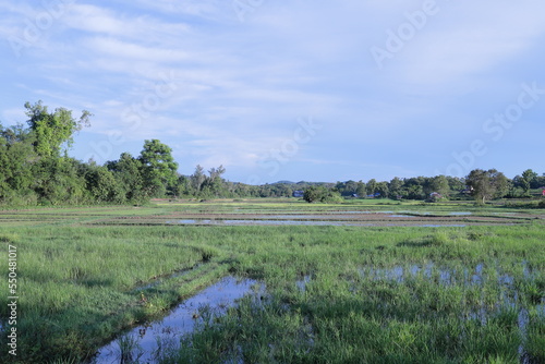 The view of the rice fields in the evening