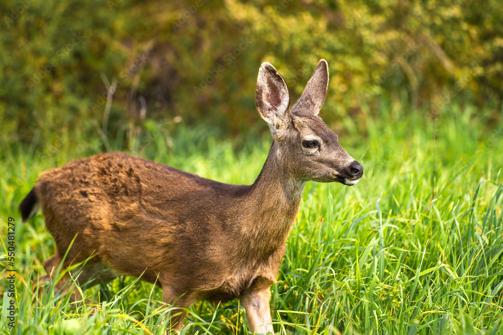 A young California Mule Deer (Odocoileus hemionus californicus) on a meadow. A young California Mule Deer (Odocoileus hemionus californicus) on a meadow.