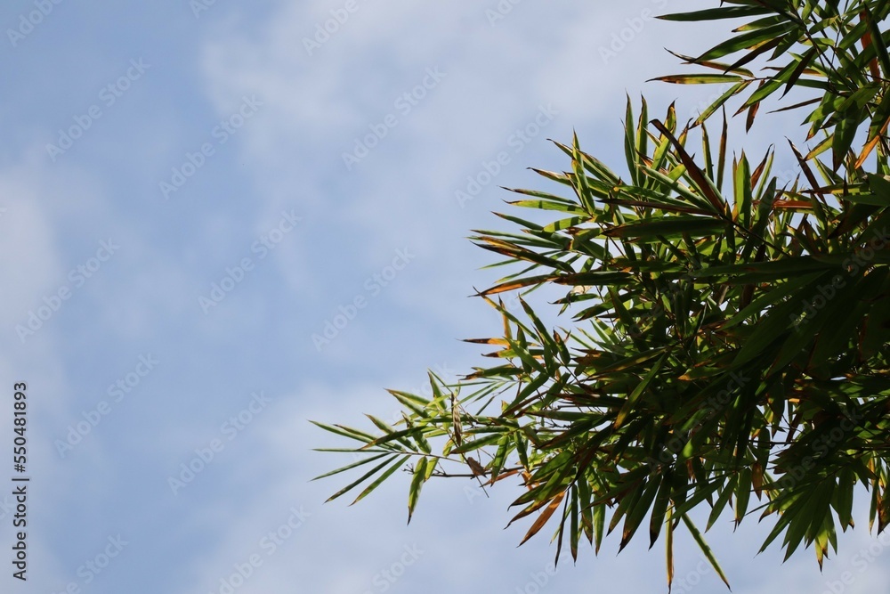 Naklejka premium pine branches against blue sky