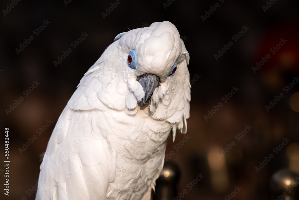 The white cockatoo (Cacatua alba), also known as the umbrella cockatoo, is a medium-sized all-white cockatoo endemic to tropical rainforest on islands of Indonesia. The white cockatoo (Cacatua alba), also known as the umbrella cockatoo, is a medium-sized all-white cockatoo endemic to tropical rainforest on islands of Indonesia.