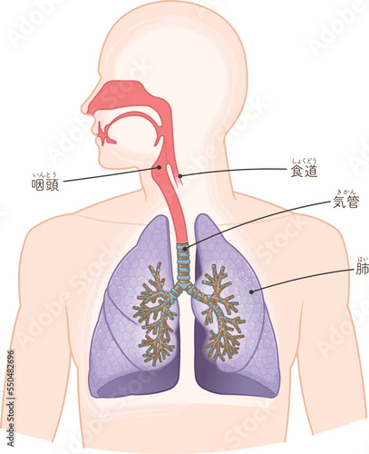 呼吸器、肺、気管、口腔、鼻腔のイラスト