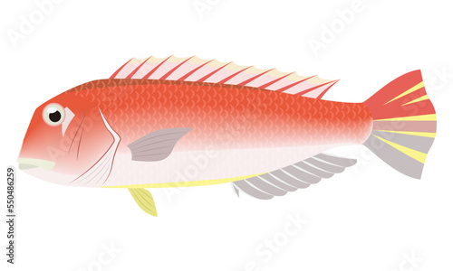 あまだいのイラスト