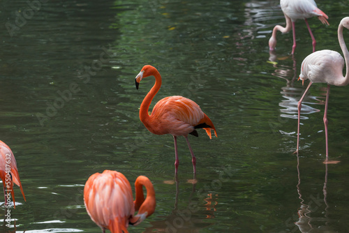 A flamingo with bright plumage