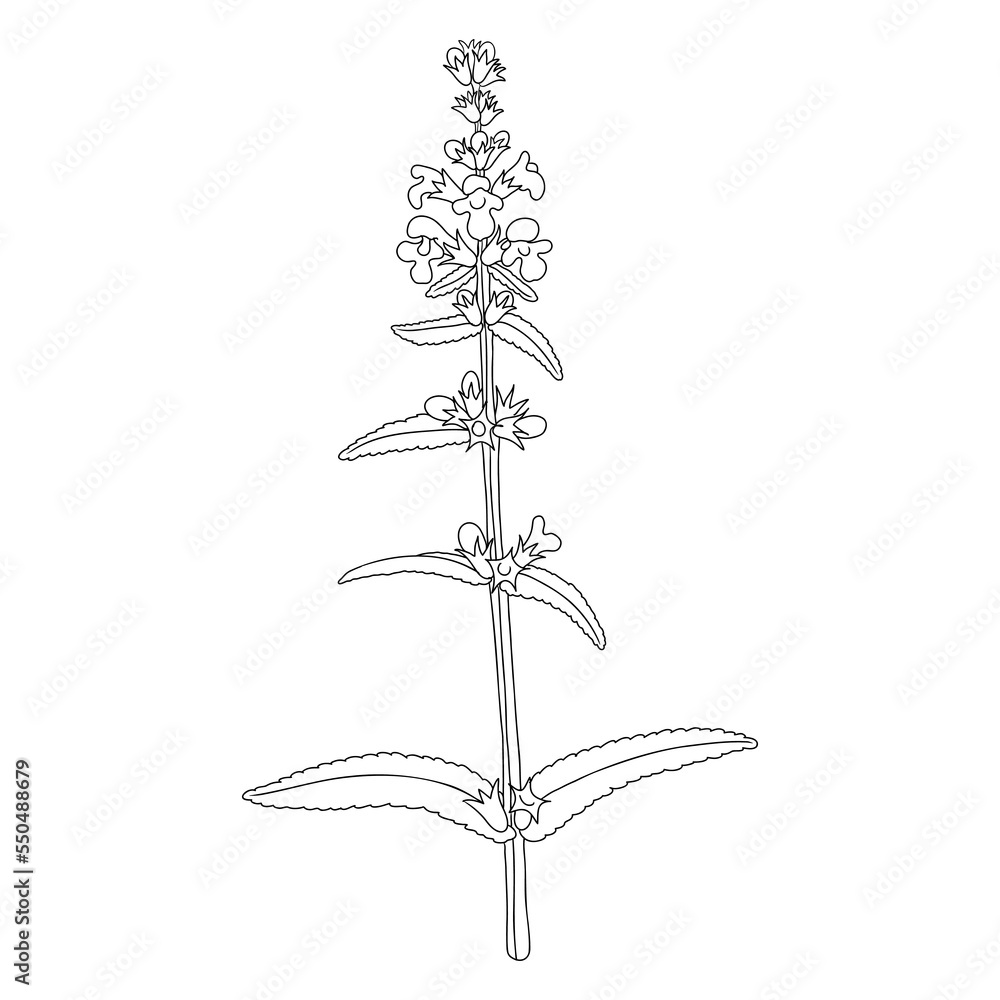 marsh woundwort flower, Stachys palustris, vector drawing wild plant isolated at white background, floral design element , hand drawn botanical illustration marsh woundwort flower, Stachys palustris, vector drawing wild plant isolated at white background, floral design element , hand drawn botanical illustration