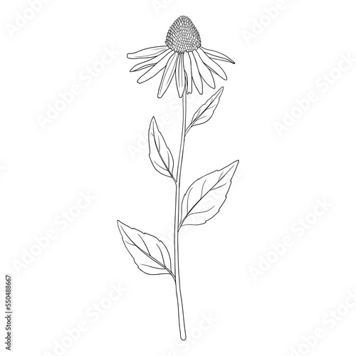 flower, purple coneflower , Echinacea purpurea, vector drawing wild plant isolated at white background, floral design element , hand drawn botanical illustration photo
