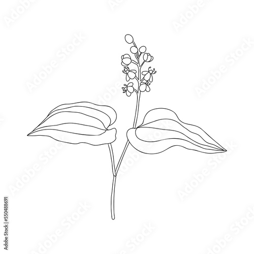 false lily of the valley flower,Maianthemum bifolium , vector drawing wild plant isolated at white background, floral design element , hand drawn botanical illustration