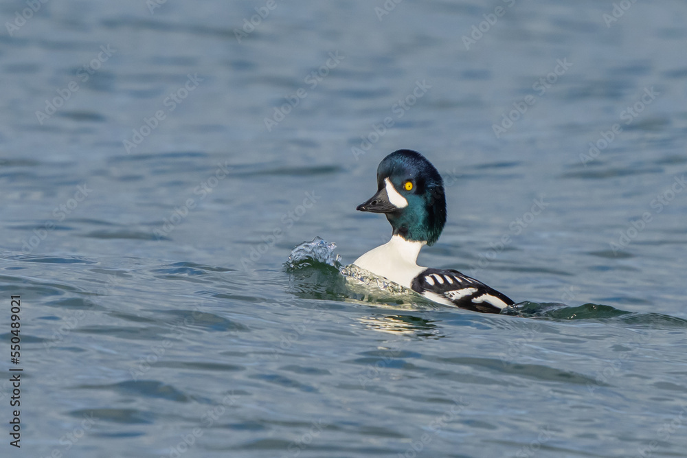 Fototapeta premium Barrow's Goldeneyes at Work and Play in Puget Sound Washington