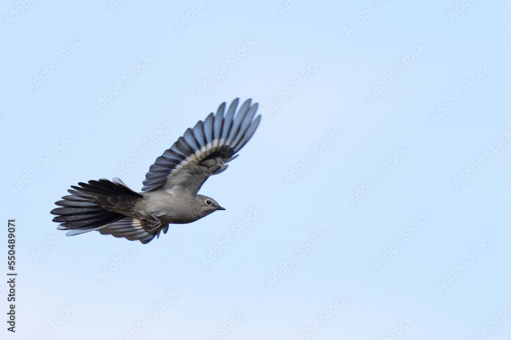 Fototapeta premium Townsend's Solitaire in Flight Against Plain Gray Background