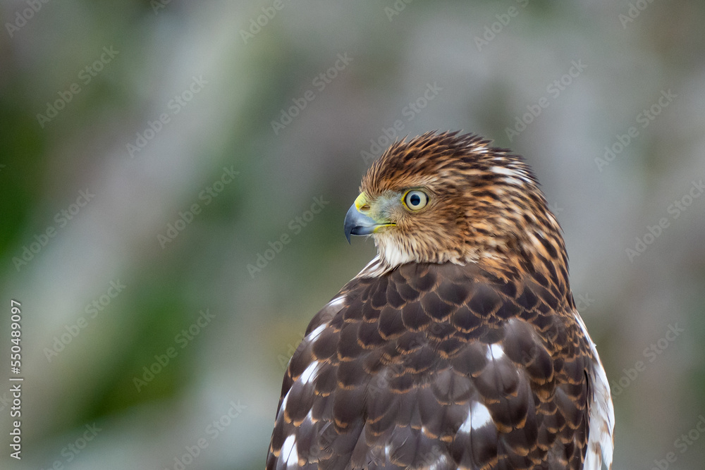 Immature Cooper's Hawk Searches for His Next Meal Immature Cooper's Hawk Searches for His Next Meal