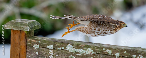 Immature Cooper's Hawk Launches into the Air in Search of His Next Meal