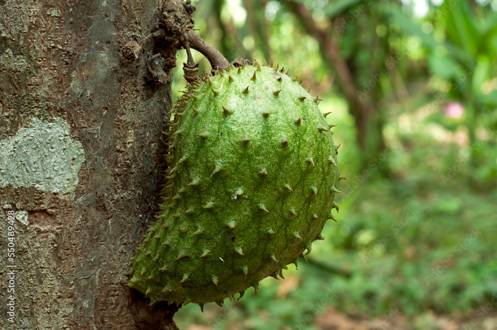 soursop fruit on the tree soursop fruit on the tree
