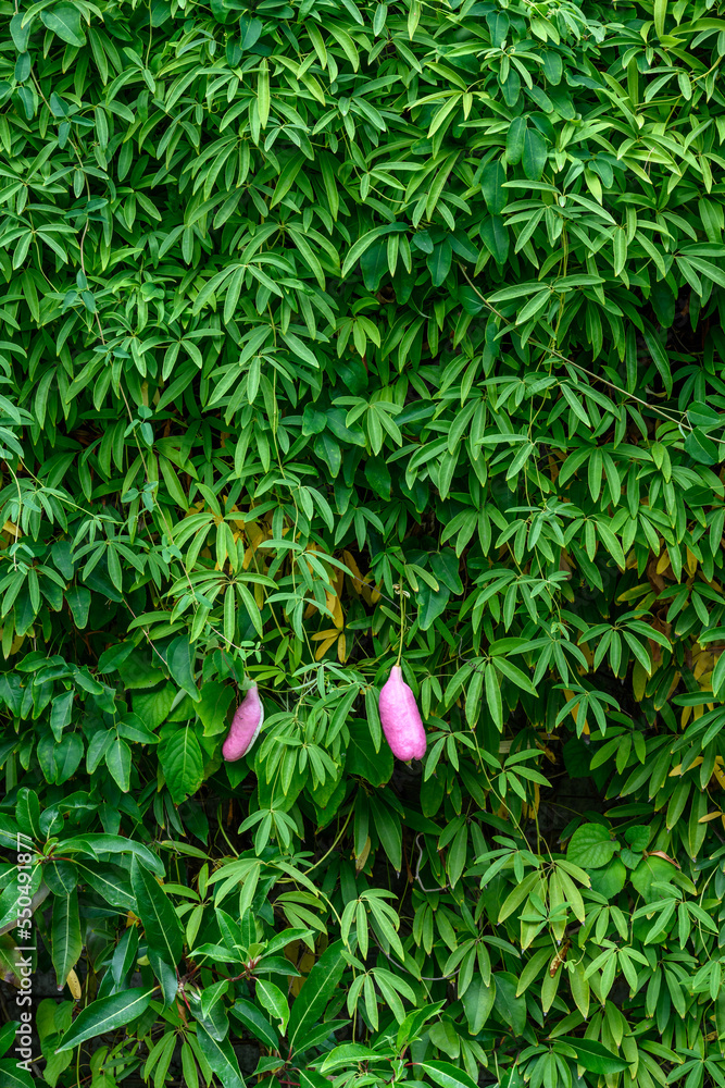 Light purple fruit of Sausage Vine on a living wall of green foliage, as a nature background

