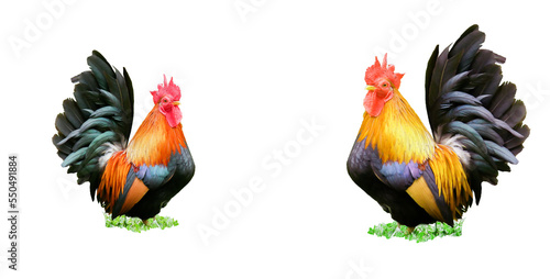 rooster isolated on white background. A small bantam beautiful chicken