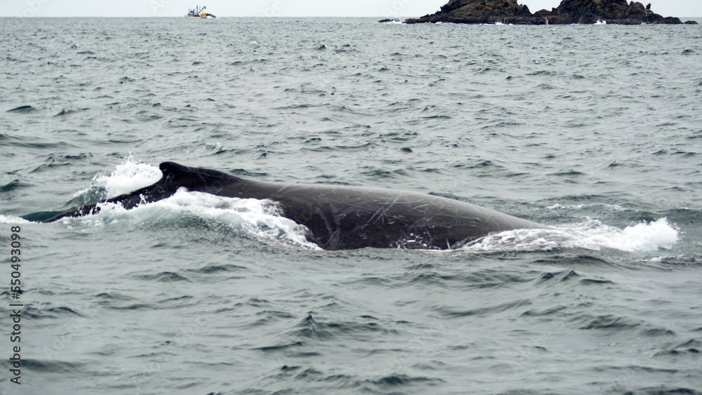 Fototapeta premium Dorsal fin of a humpback whale in Machalilla National Park, off the coast of Puerto Lopez, Ecuador