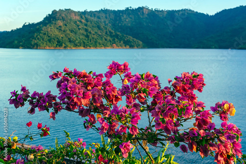 Pink Bougainvillea flower blooming on tree in garden at riverside with beautiful scenery of nature with large reservoir above dam in background. Landscape with bougainvillea flower at foreground.