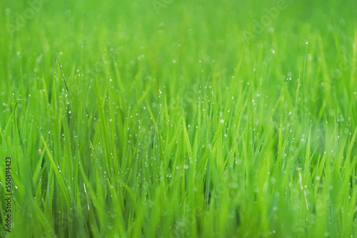 Morning Dew Drops on Green Grass Leafs closeup shot, Green Grass and Dew Drops,Green juicy grass close-up. Background of green young grass. Green grass background.