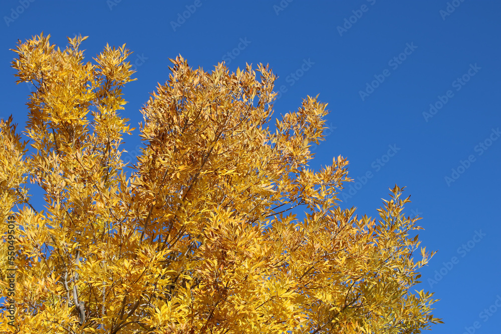 Autumn Striking Bright Yellow and Blue Colors Autumn Striking Bright Yellow and Blue Colors