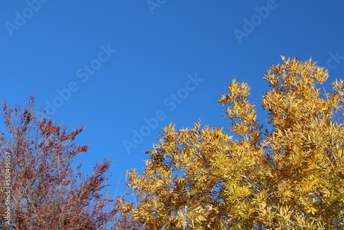 Autumn Striking Bright Yellow and Dark Red and Blue Colors
