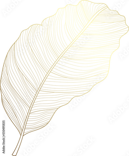 Calathea leaf