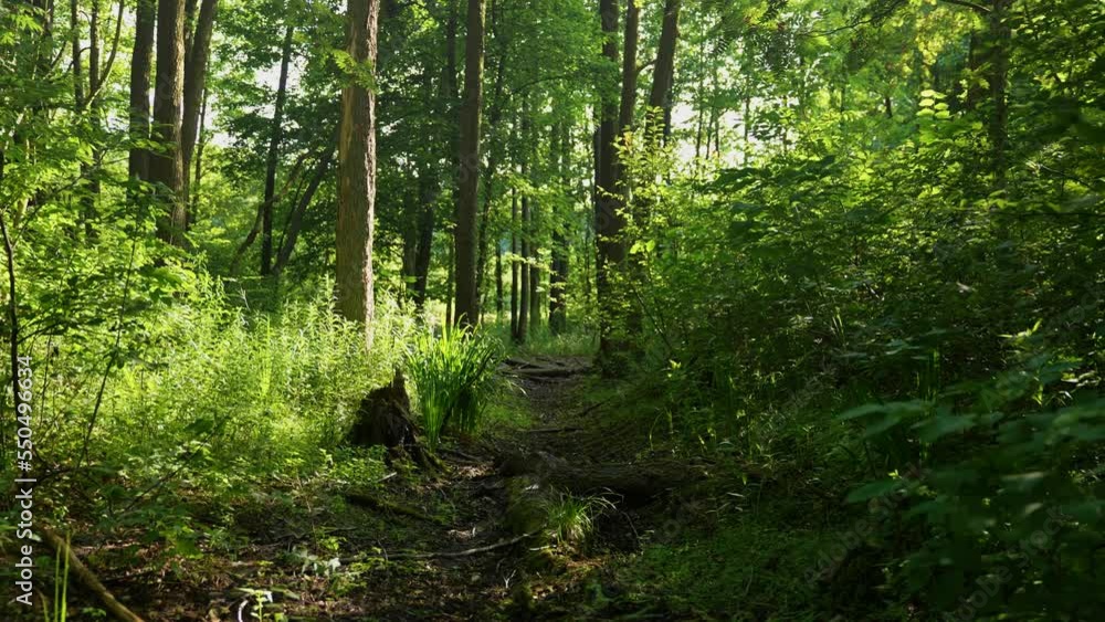 Temperate deciduous forest of Central Europe. The sun's rays break through the leaves of the trees. Temperate deciduous forest of Central Europe. The sun's rays break through the leaves of the trees.