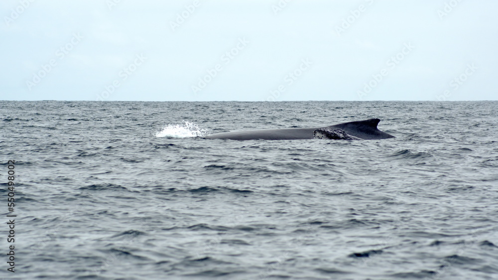 Dorsal fin of a humpback whale in Machalilla National Park, off the coast of Puerto Lopez, Ecuador Dorsal fin of a humpback whale in Machalilla National Park, off the coast of Puerto Lopez, Ecuador