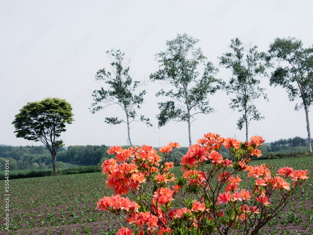 Spring field with blooming azaleas