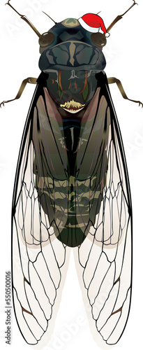 xmas Insect Meimuna opalifera ツクツクボウシ