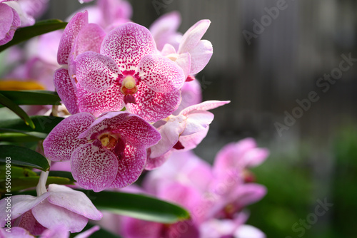 Fototapeta Naklejka Na Ścianę i Meble -  Pink Vanda orchid flower blossom in garden