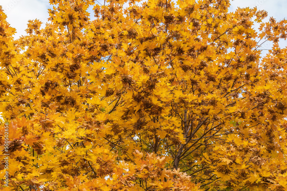 Maple branches with yellow leaves in autumn, in the light of sunset. Maple branches with yellow leaves in autumn, in the light of sunset.