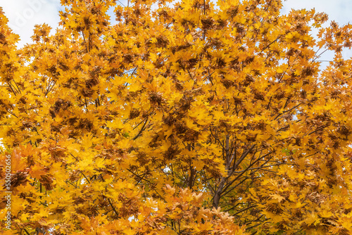 Maple branches with yellow leaves in autumn, in the light of sunset.