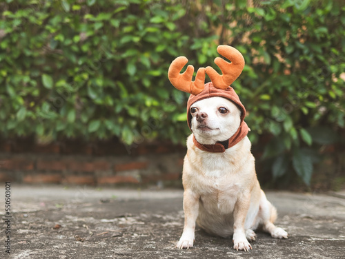 brown short hair Chihuahua dog wearing reindeer horn hat, sitting on cement floor with green plants background with copy space. Christmas and New year celebration.