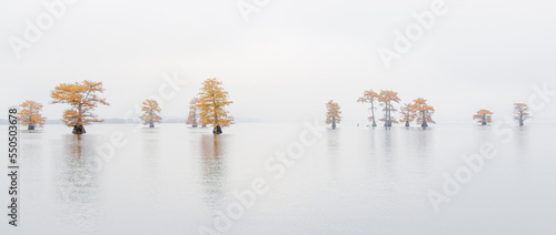 Panorama of fall color cypress swamp trees in fog 