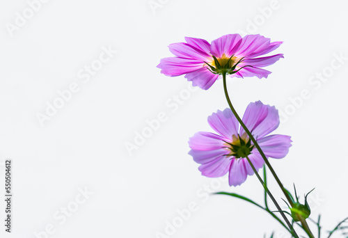 Cosmos flower  Cosmos flower  Cosmos flower on blue sky background  Cosmos flowers in the flower garden  natural flowers background  flower blooming on blue sky background.