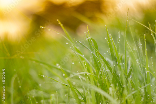 Dew drop on grass and sunshine morning. Drops of water on the grass, natural wallpaper, panoramic view, soft focus, Morning dew on grass peak, dews drop on grass peak, Sunrise in the morning.