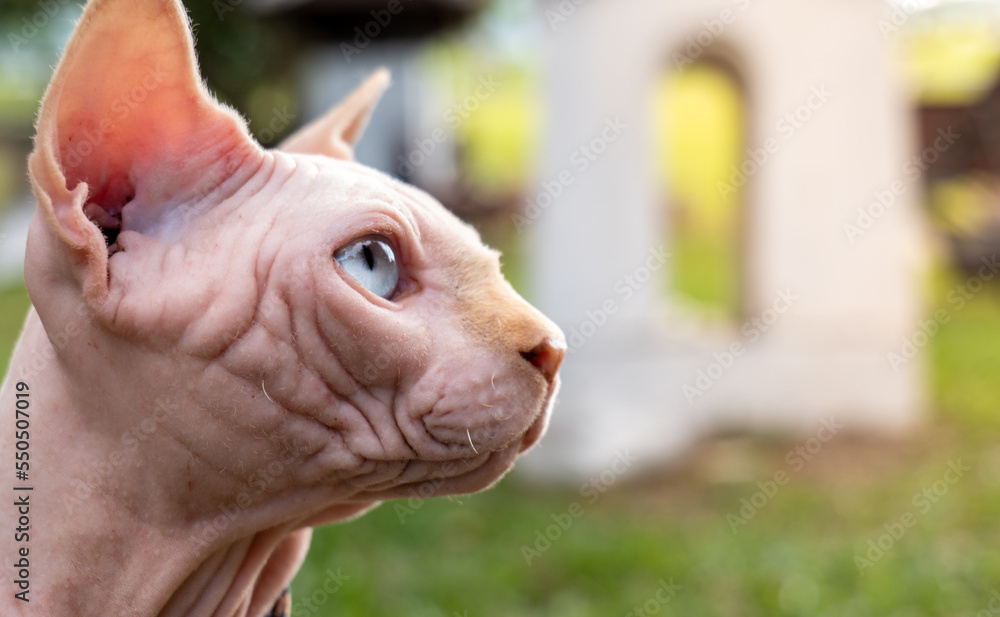 Sphynx cat, sphynx cat pet, close up on the head cat, sphynx cat on green blurred focus background, Close up Pets, wrinkled leather, wrinkled skin