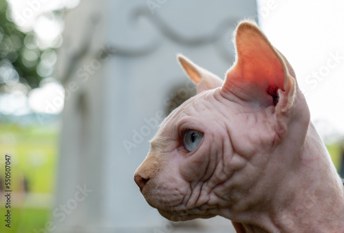 Sphynx cat, sphynx cat pet, close up on the head cat, sphynx cat on green blurred focus background, Close up Pets, wrinkled leather, wrinkled skin